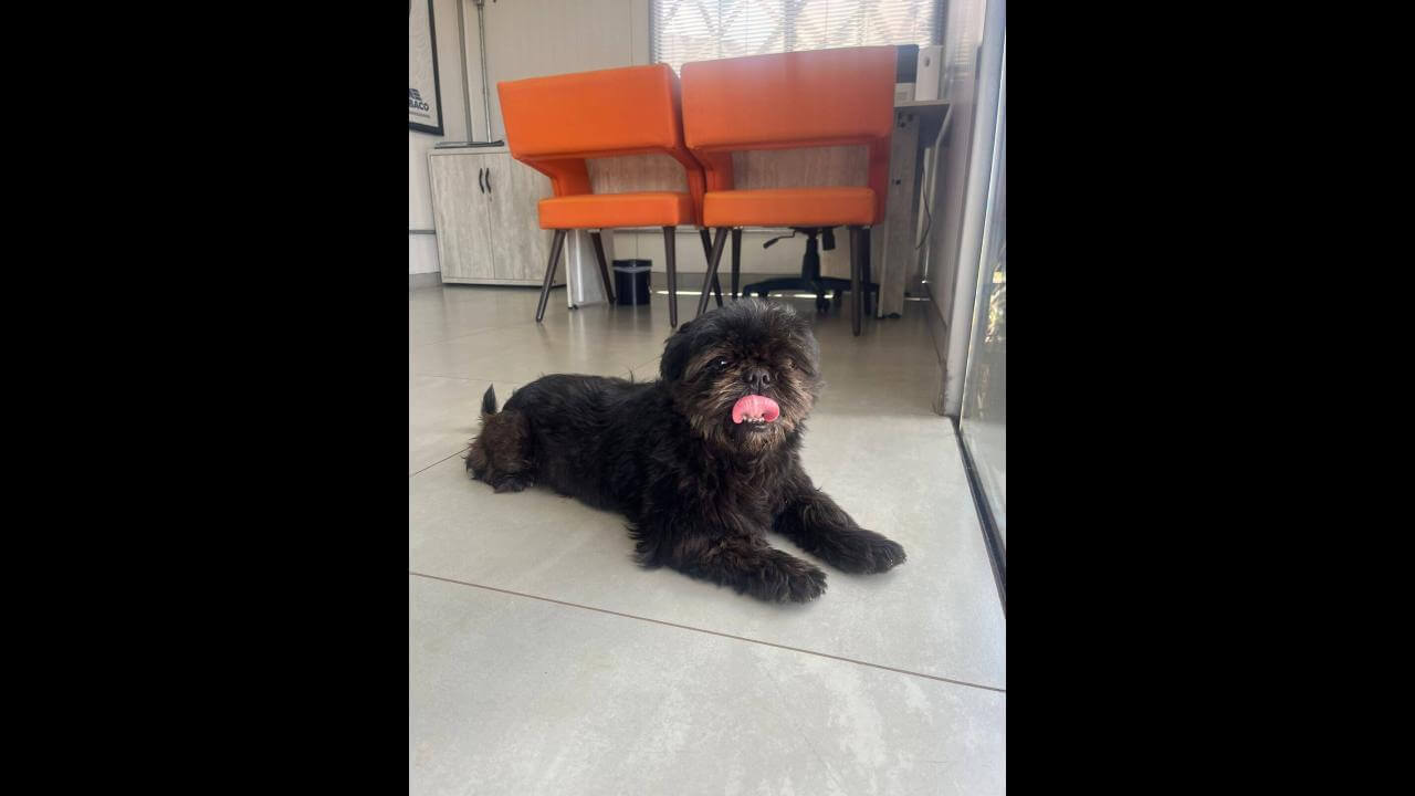 Cachorro é encontrado no bairro Recanto Tropical
