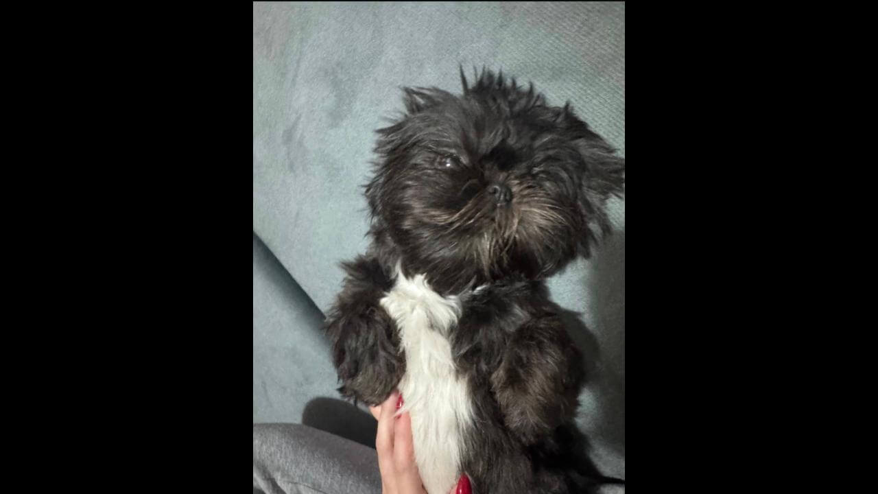 Cachorra Pretinha desapareceu no bairro Recanto Tropical