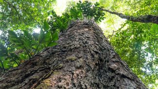 Suíça anuncia doação de R$ 33 milhões para Fundo Amazônia