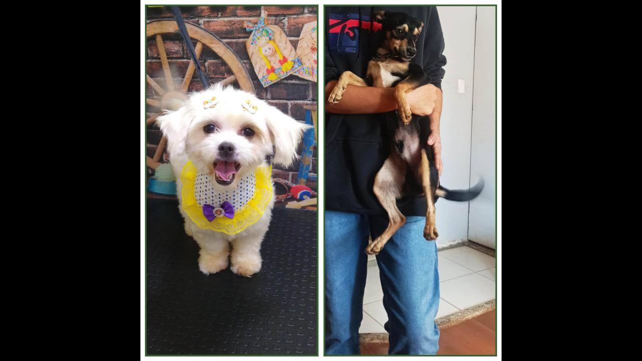 Cachorros Hondo e Amora desapareceram no bairro Esmeralda