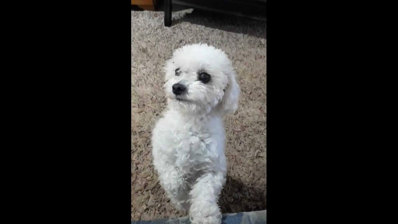 Cachorro Major desapareceu no bairro Universitário