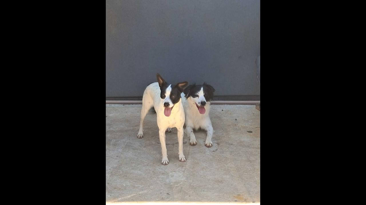 Cachorro é encontrado no bairro Zona Industrial