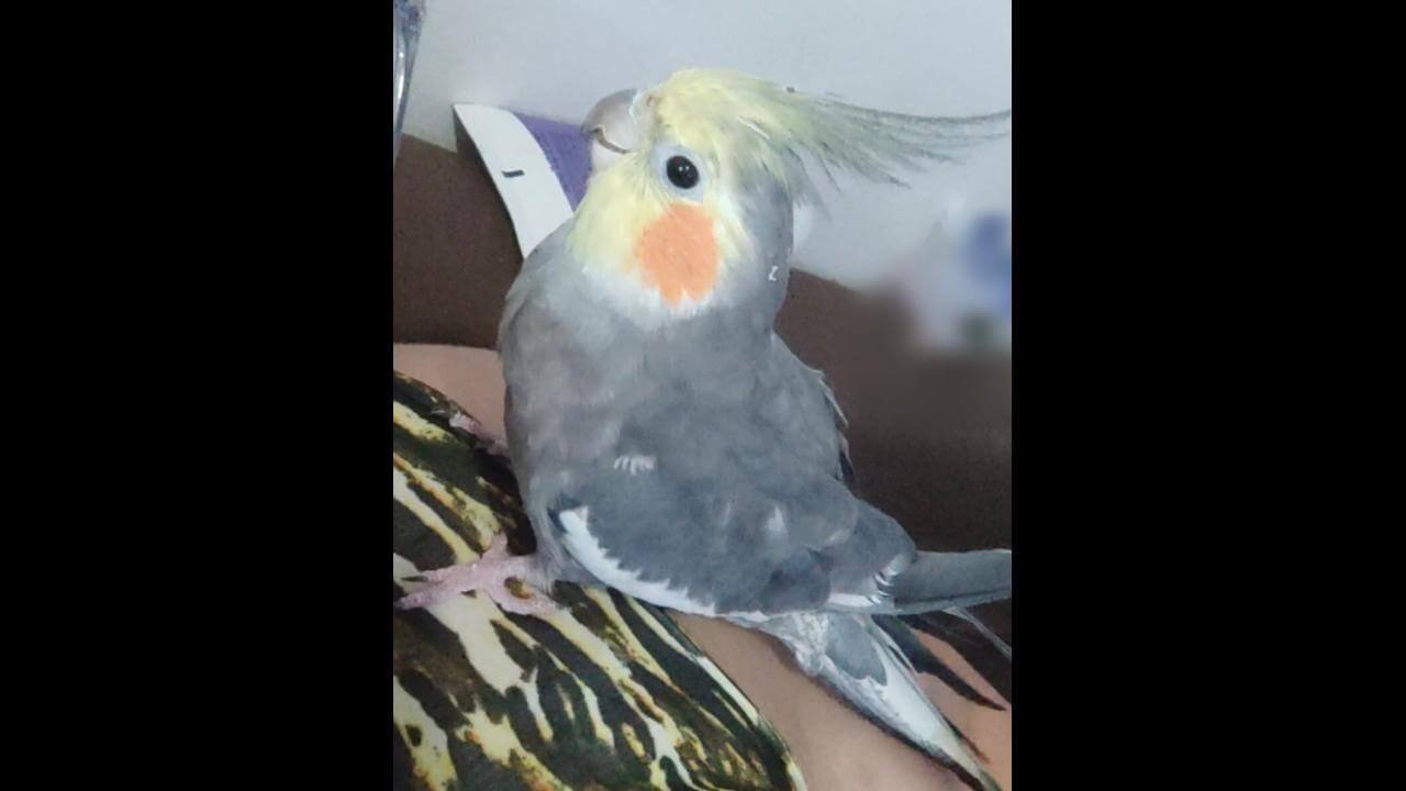 Calopsita Bebê desapareceu no bairro Cascavel Velho Calopsita Bebê desapareceu no bairro Cascavel Velho