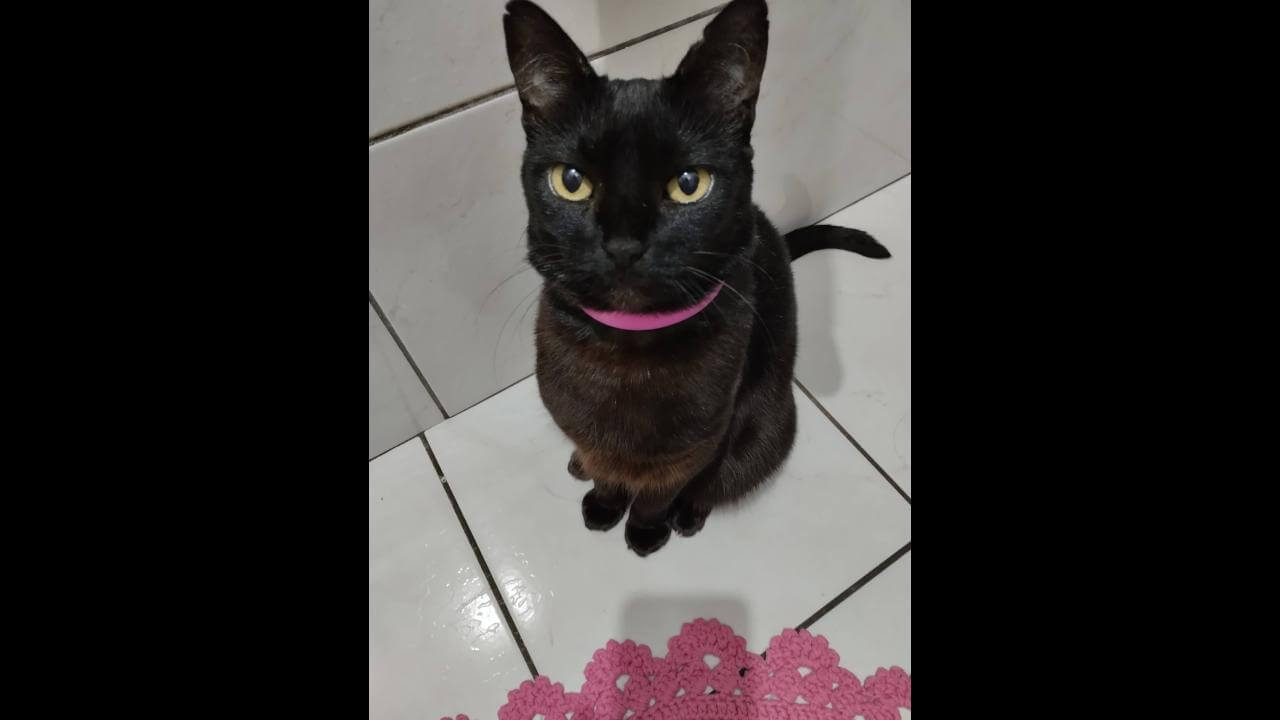 Gata Belinha desapareceu no bairro Neva