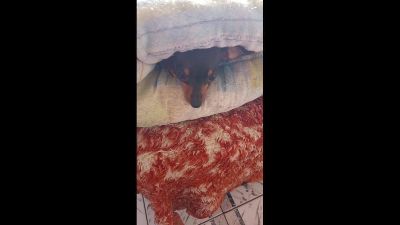 Cachorra MiLLii desapareceu no bairro Interlagos