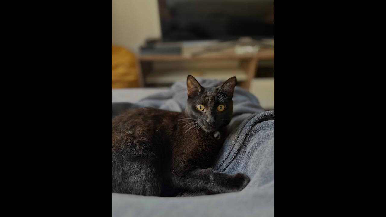 Gato Salem desapareceu no bairro Neva