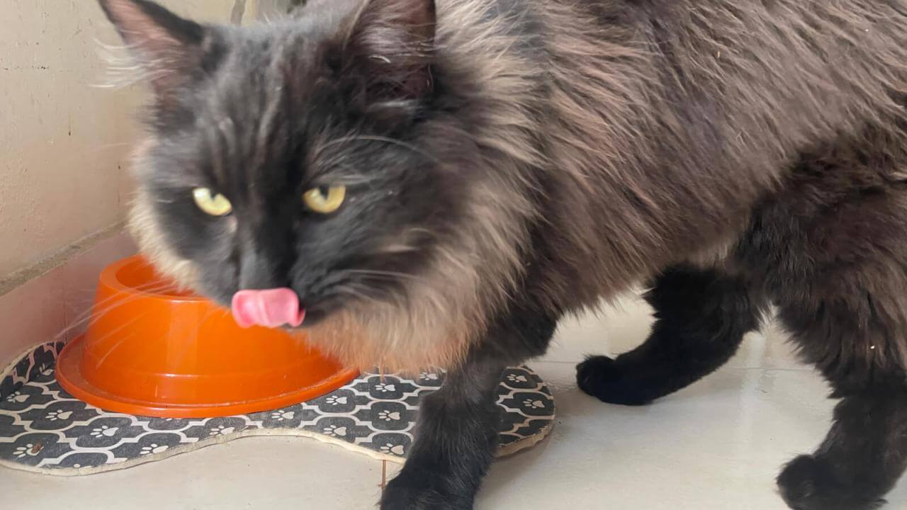 Gato é encontrado no bairro Maria Luiza Gato é encontrado no bairro Maria Luiza