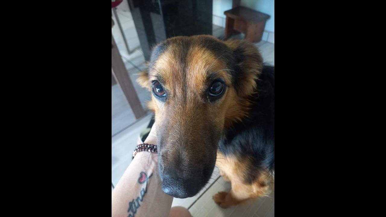 Cachorro é encontrado no bairro Pioneiros Catarinenses Cachorro é encontrado no bairro Pioneiros Catarinenses