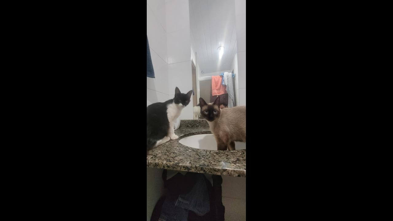 Gato Tommy desapareceu no bairro Neva Gato Tommy desapareceu no bairro Neva