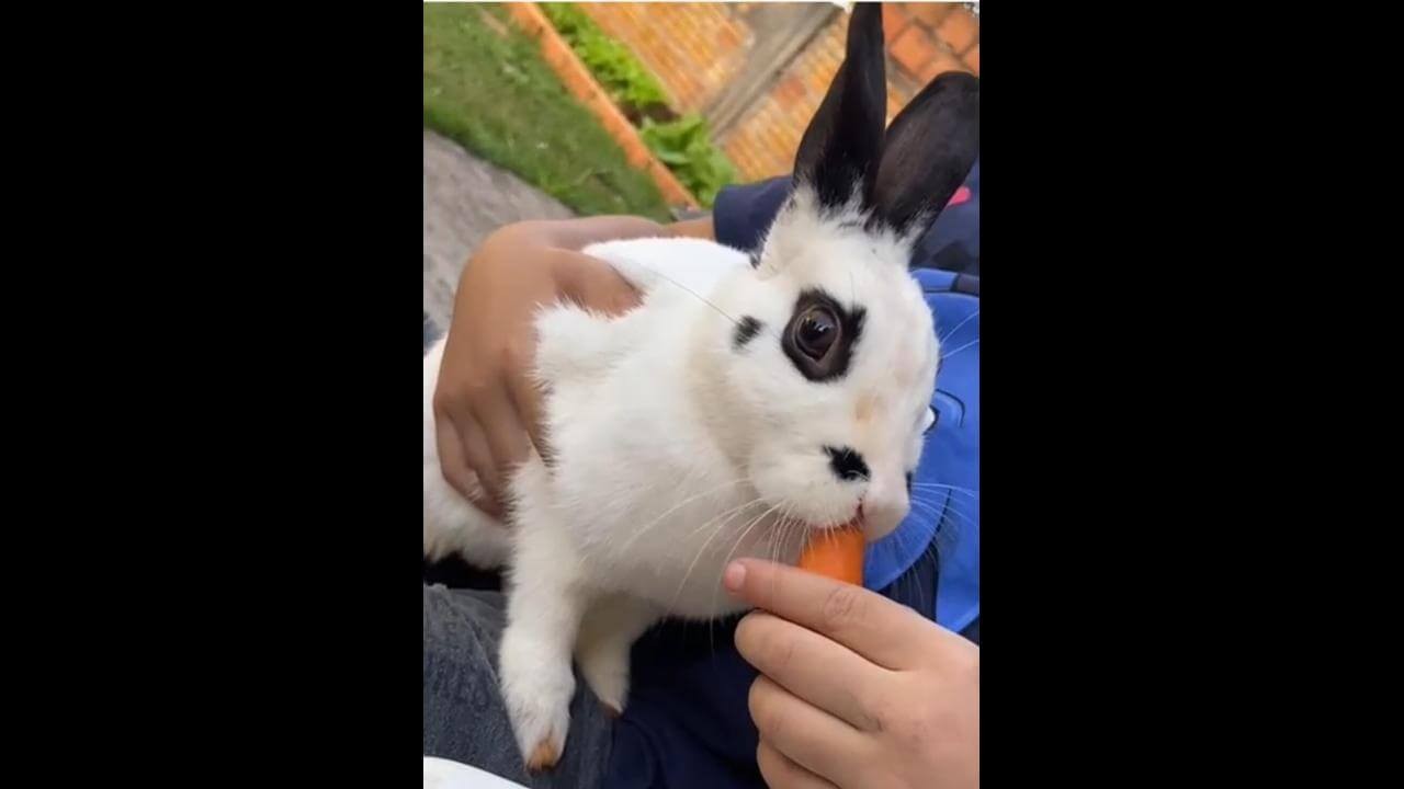 Mini coelho Luna desapareceu no bairro Periolo Mini coelho Luna desapareceu no bairro Periolo