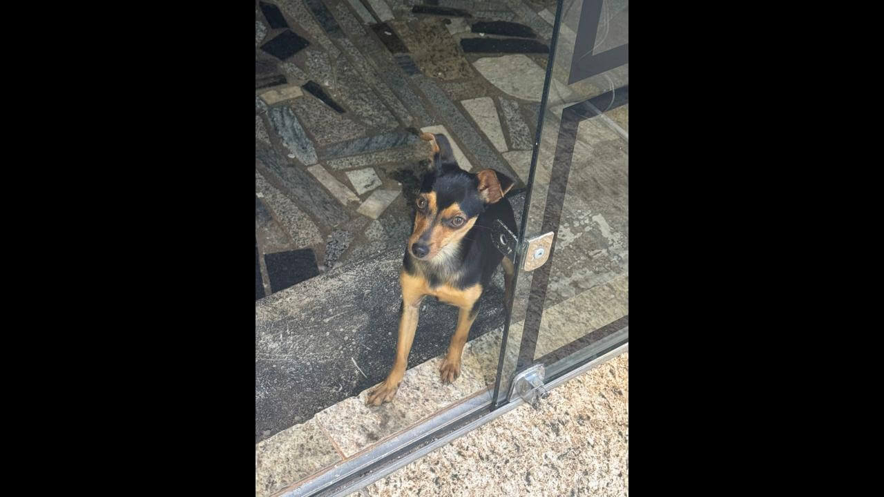 Cachorra é encontrada no bairro Parque São Paulo Cachorra é encontrada no bairro Parque São Paulo