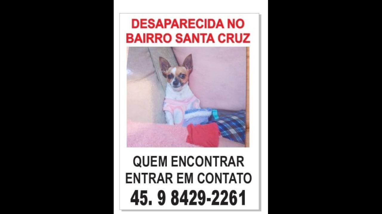 Cachorra Nina desapareceu no bairro Santa Cruz Cachorra Nina desapareceu no bairro Santa Cruz