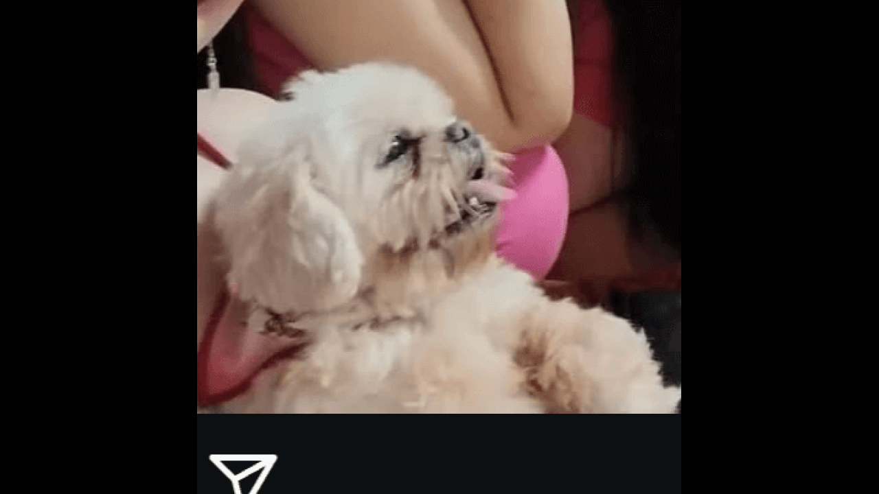 Cachorro Floki desapareceu no bairro Cancelli Cachorro Floki desapareceu no bairro Cancelli