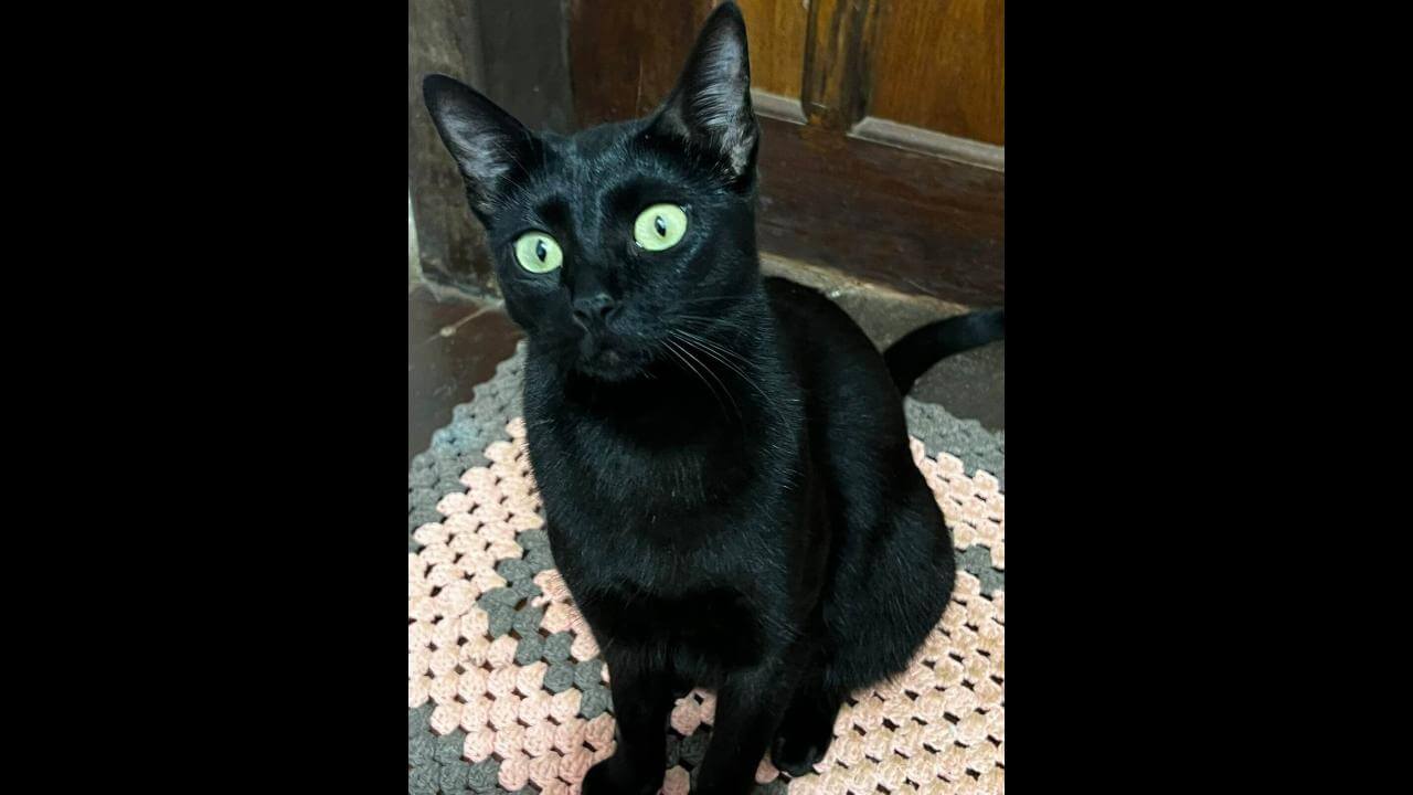 Gata Mila desapareceu no bairro Canadá Gata Mila desapareceu no bairro Canadá