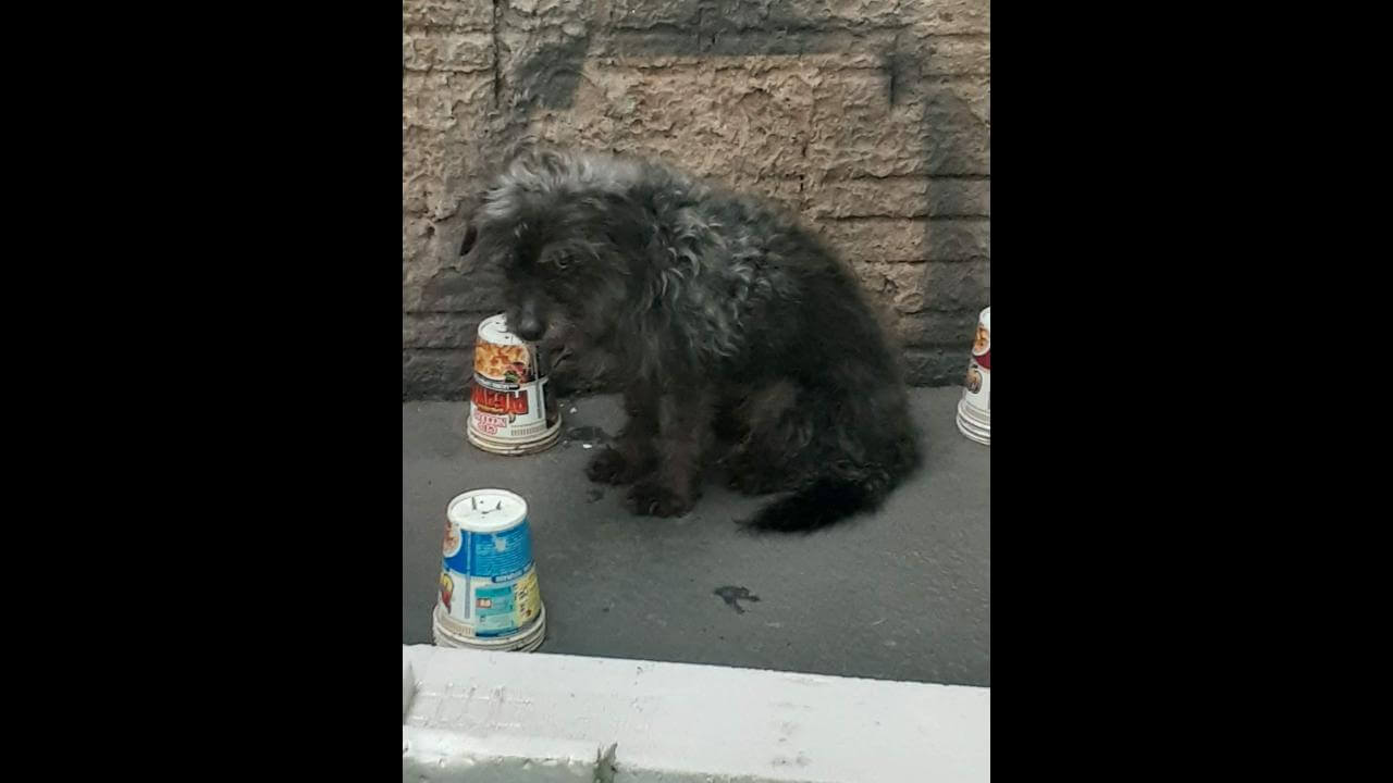 Cachorro Bigode desapareceu no bairro Cascavel Velho Cachorro Bigode desapareceu no bairro Cascavel Velho