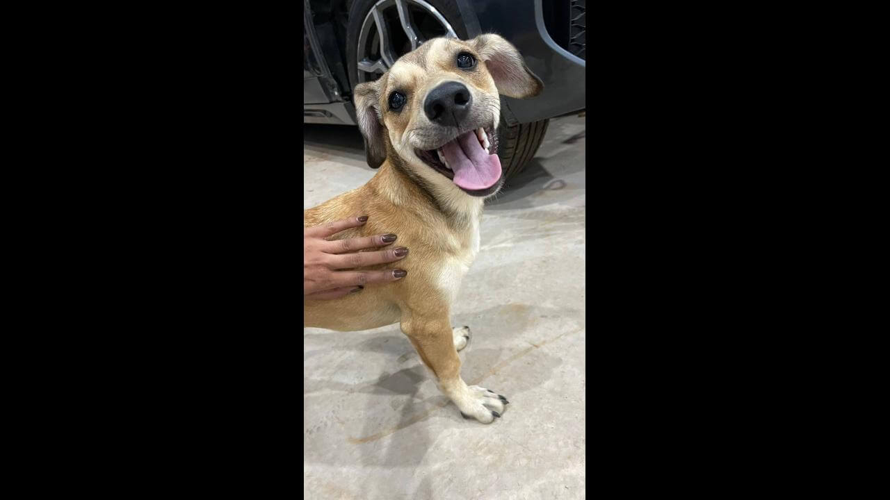 Cachorra é encontrada no Bairro Santo Inácio Cachorra é encontrada no Bairro Santo Inácio
