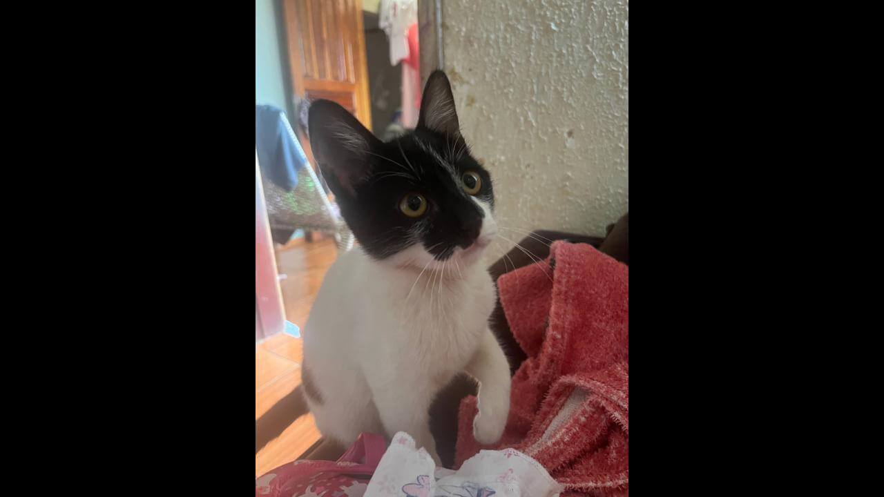 Gata desapareceu no bairro Interlagos Gata desapareceu no bairro Interlagos