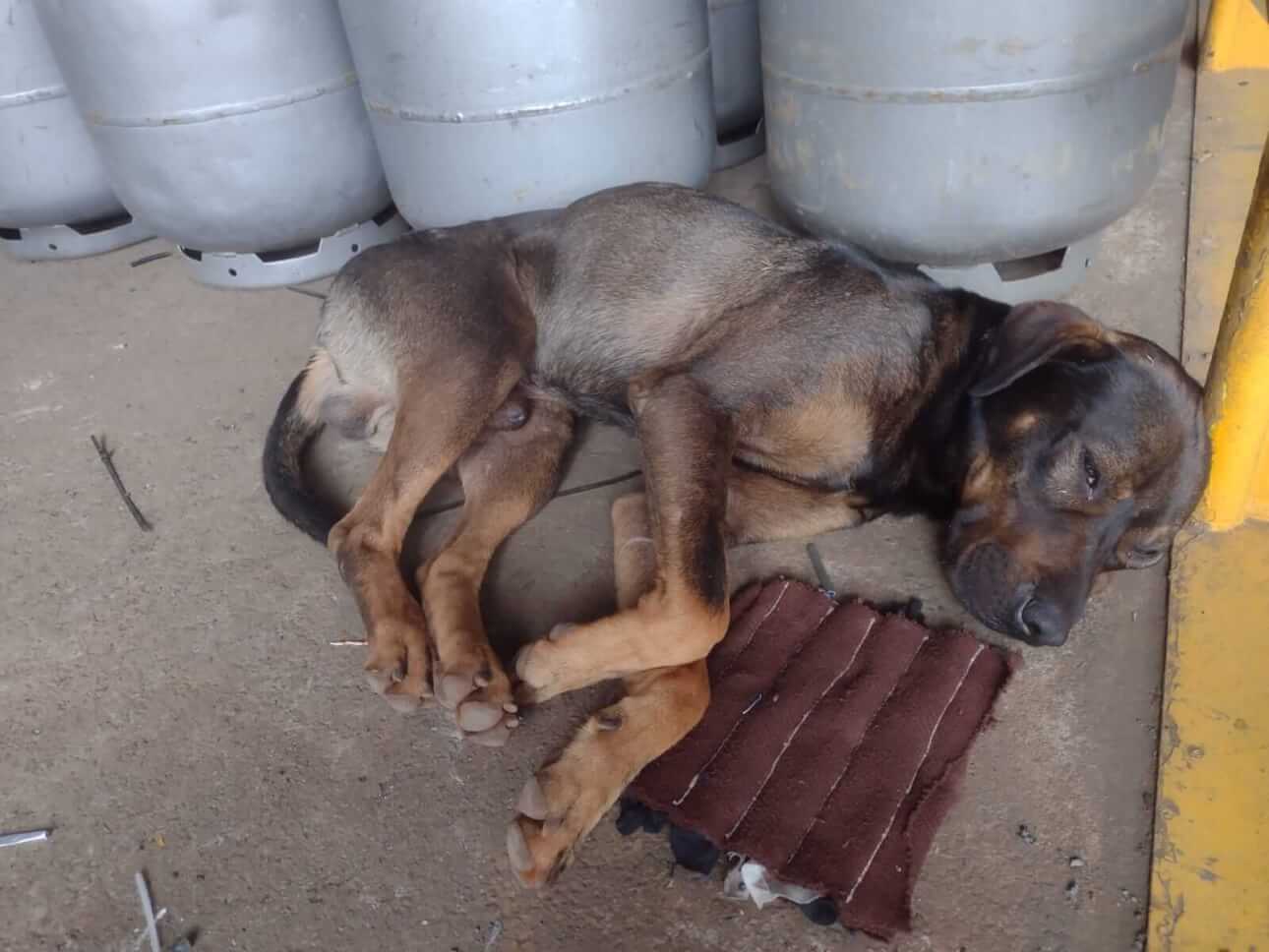 Cachorro é encontrado no bairro Lago Azul