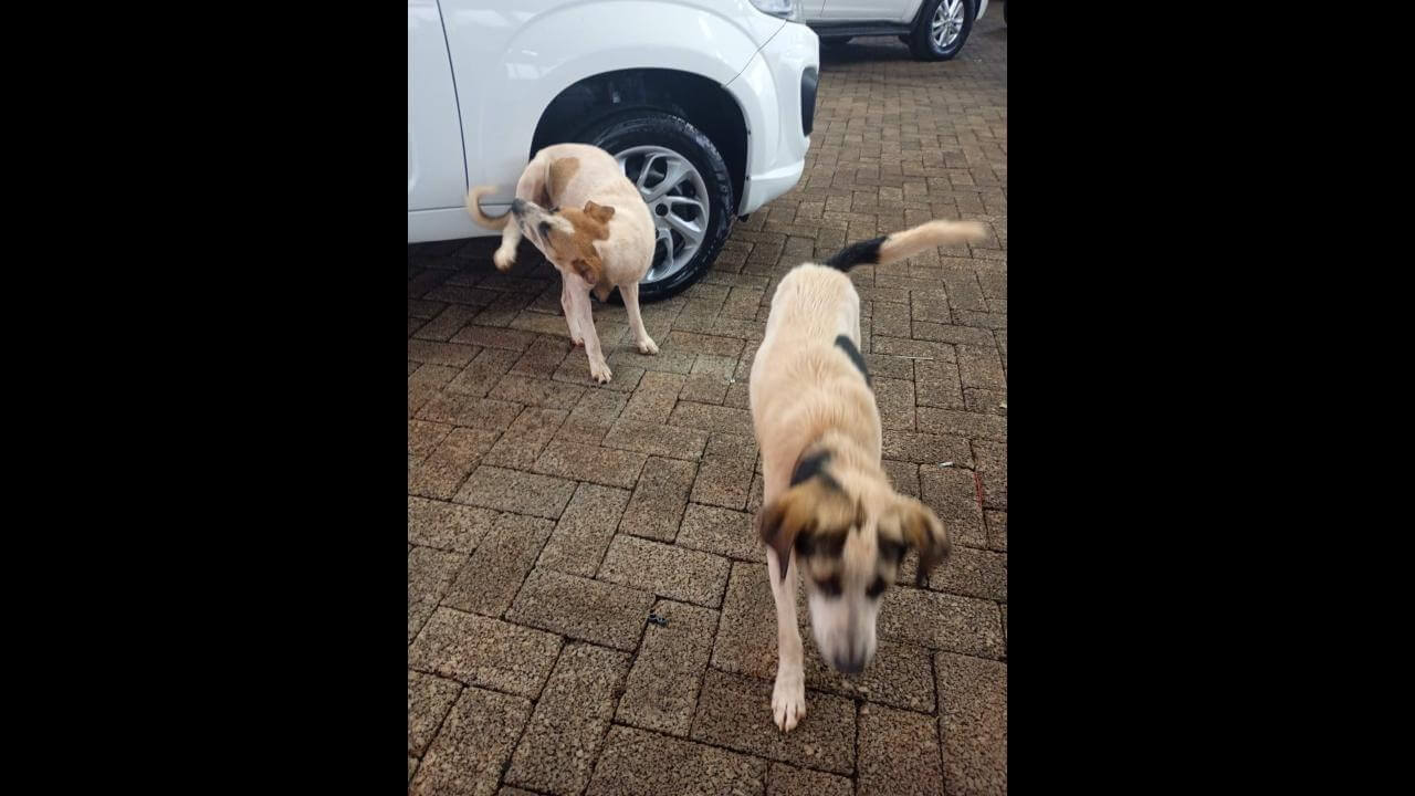 Cachorra desapareceu no Bairro Lago Azul