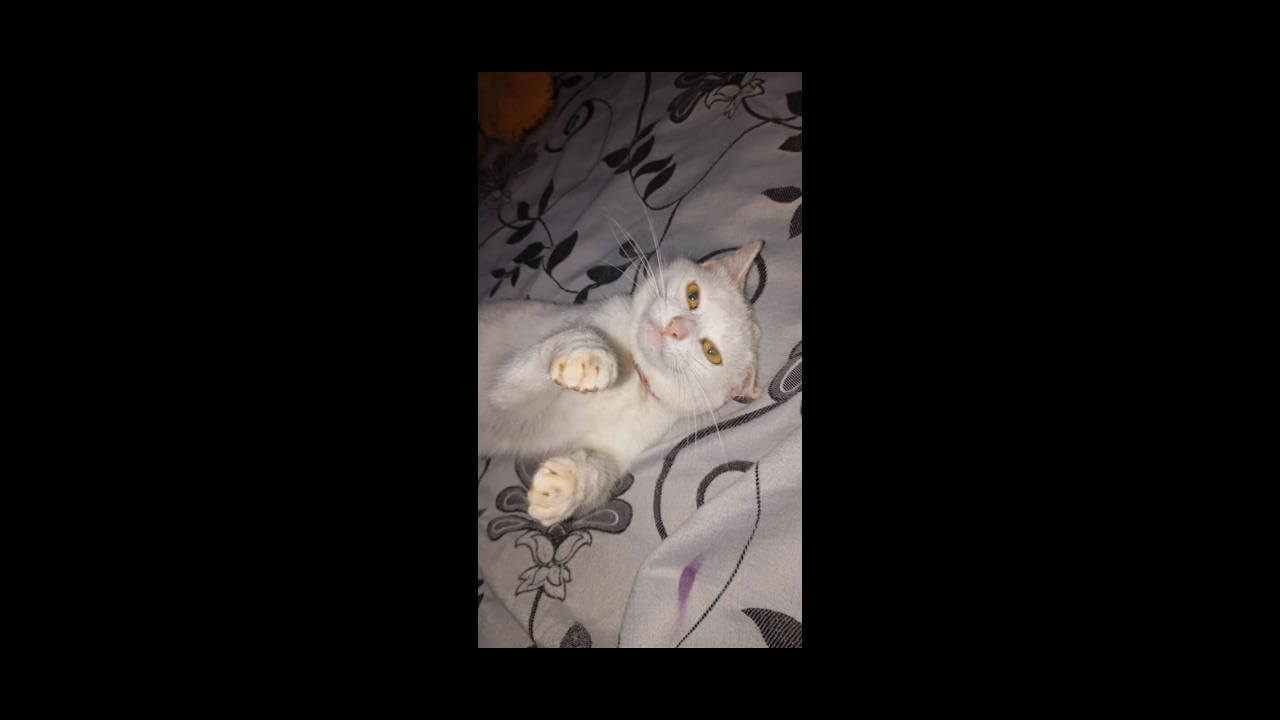 Gata Cibelle desapareceu no bairro Esmeralda