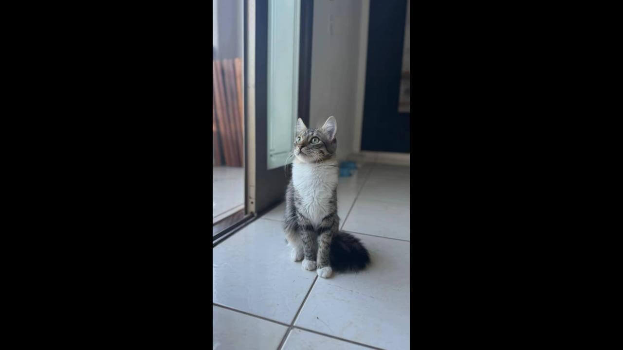 Gata Floflo desapareceu no bairro Parque Verde