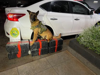 Polícia apreende 193 kg de maconha após perseguição no distrito de Vila Nova, em Toledo Polícia apreende 193 kg de maconha após perseguição no distrito de Vila Nova, em Toledo