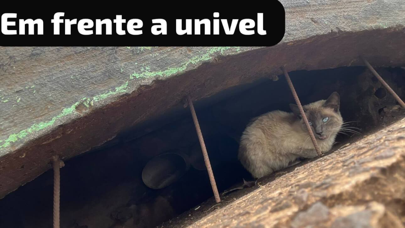 Gato é encontrado no bairro Angra dos Reis Gato é encontrado no bairro Angra dos Reis