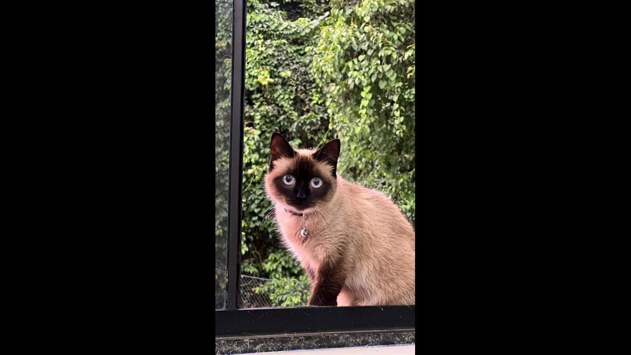 Gata Nenê desapareceu no bairro Centro Gata Nenê desapareceu no bairro Centro