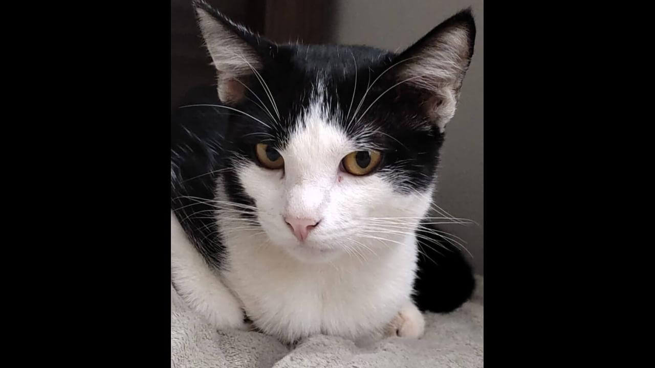Gato Nico desapareceu no bairro Fag Gato Nico desapareceu no bairro Fag