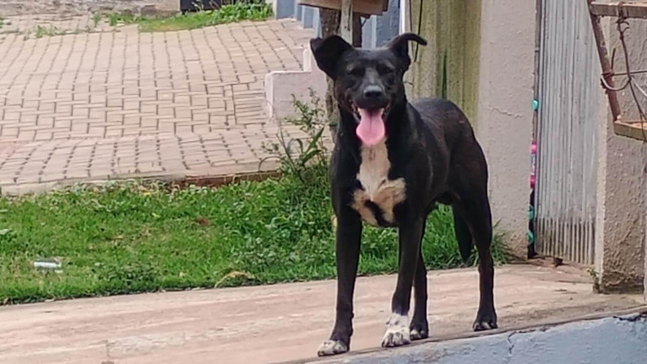 Cachorro é encontrado no bairro Neva Cachorro é encontrado no bairro Neva