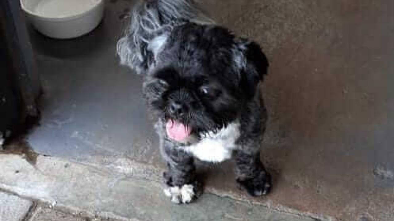 Cachorro é encontrado no bairro Universitário Cachorro é encontrado no bairro Universitário
