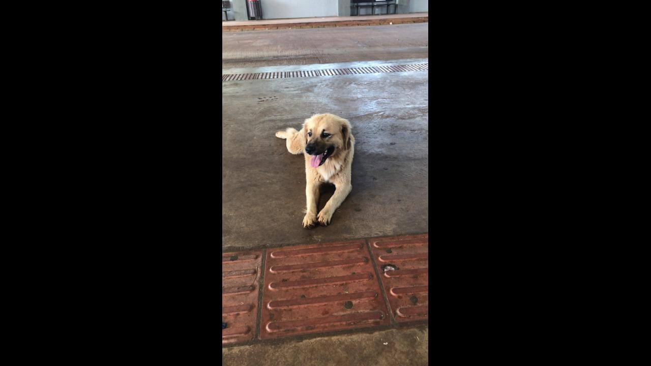 Cachorro é encontrado no bairro Brasmadeira Cachorro é encontrado no bairro Brasmadeira