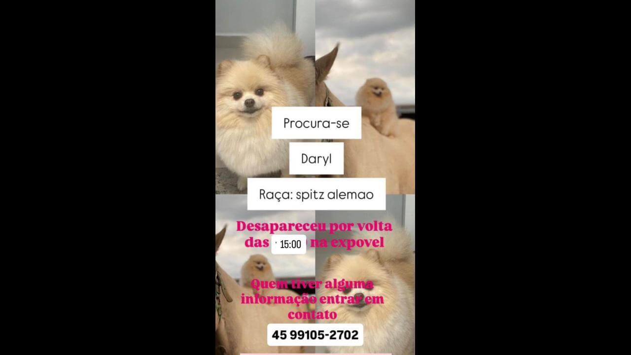 Cachorro Derly desapareceu no bairro Santos Dumont Cachorro Derly desapareceu no bairro Santos Dumont