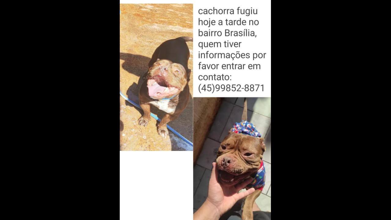 Cachorra Lunna desapareceu no bairro Brasília Cachorra Lunna desapareceu no bairro Brasília