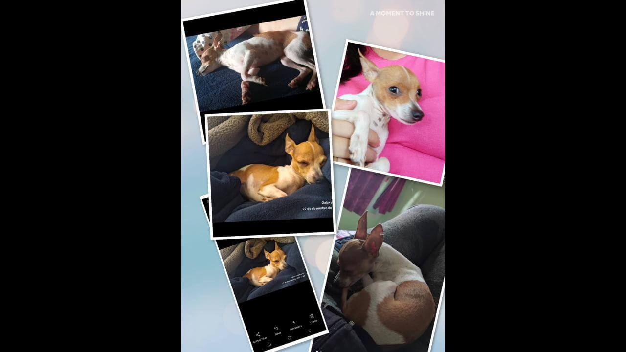 Cachorra Kety desapareceu no bairro Brasmadeira Cachorra Kety desapareceu no bairro Brasmadeira