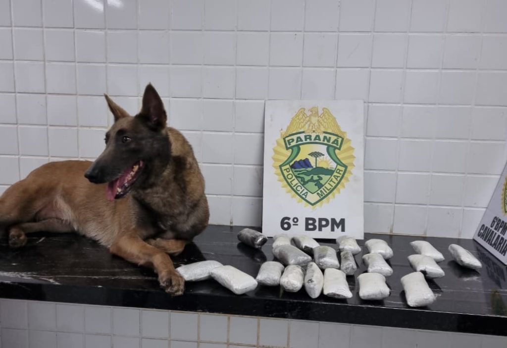 K9 Bersa flagra passageira com 2kg de haxixe na rodoviária de Cascavel