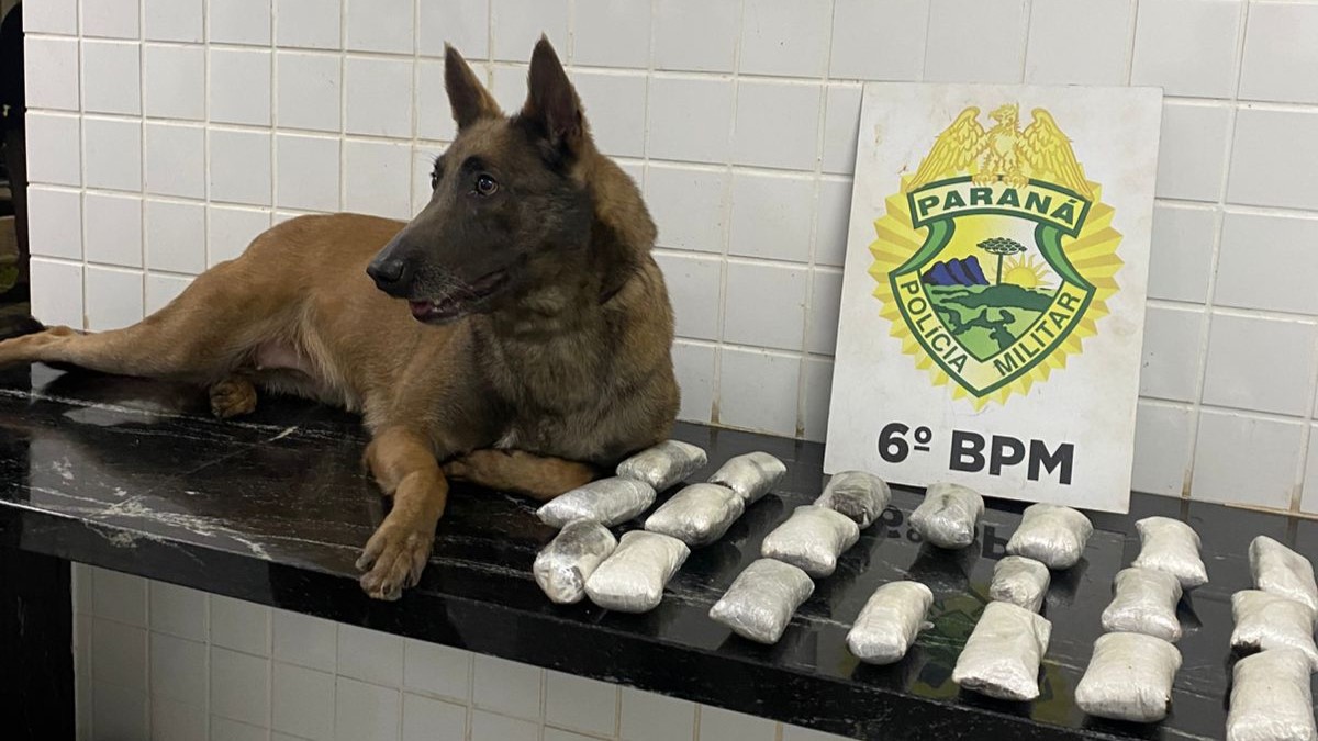 Vídeo mostra K9 BERSA em ação na apreensão de 2,1 kg de haxixe em Cascavel
