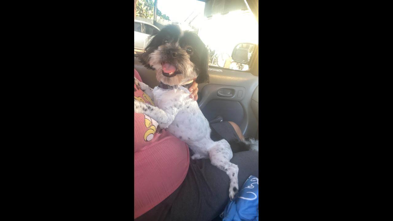 Cachorro Théo desapareceu no bairro Interlagos