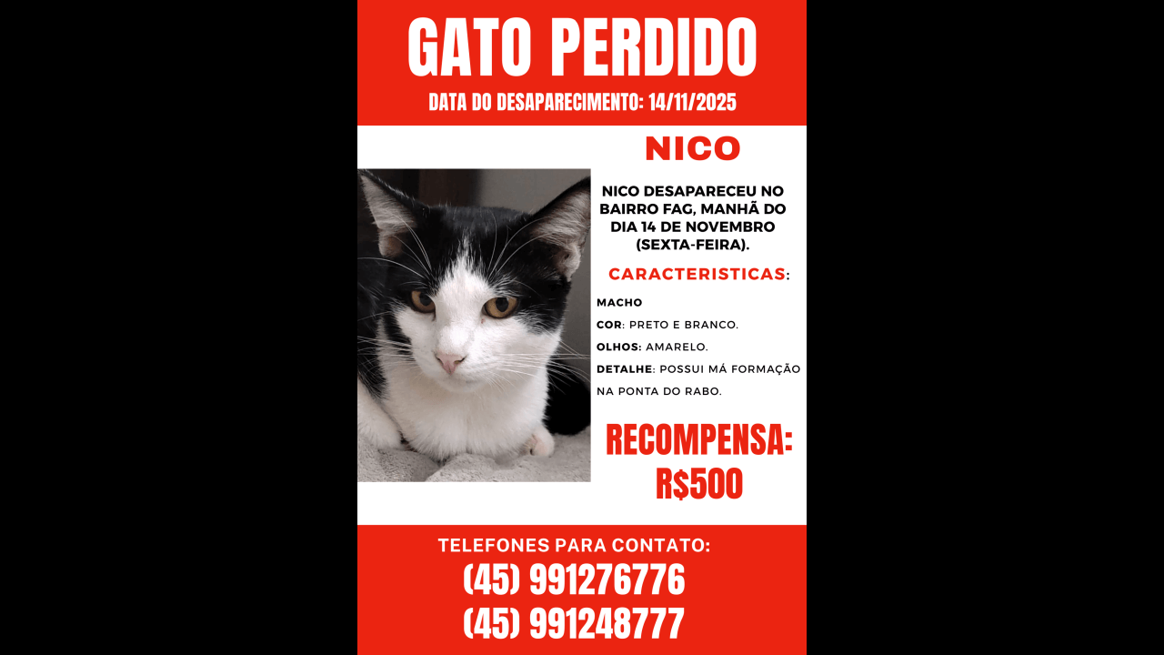 Gato Nico desapareceu no bairro Fag