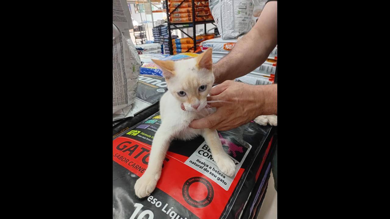 Gato é encontrado no bairro Periolo