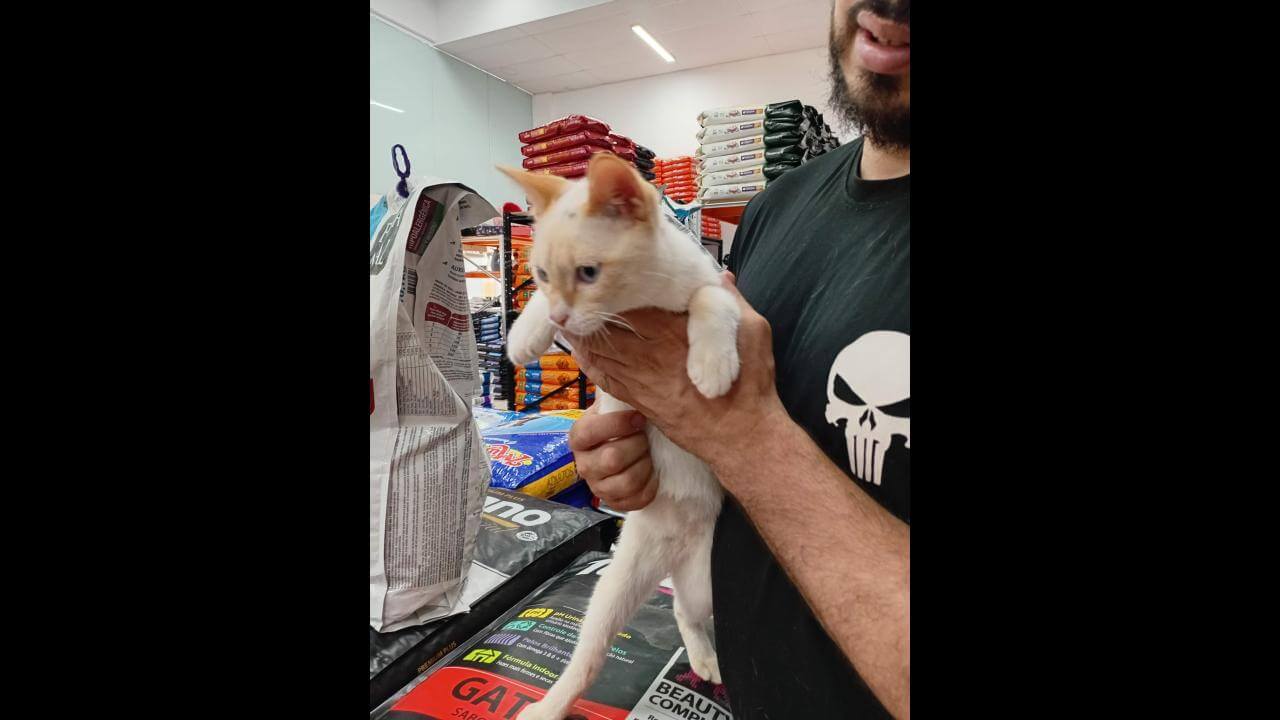 Gato é encontrado no bairro Periolo