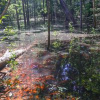 Dinossauros viveram na Amazônia, descobrem pesquisadores de Roraima Imagem referente a Dinossauros viveram na Amazônia, descobrem pesquisadores de Roraima