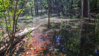 Dinossauros viveram na Amazônia, descobrem pesquisadores de Roraima