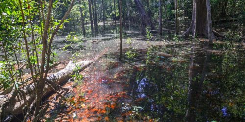 Dinossauros viveram na Amazônia, descobrem pesquisadores de Roraima Imagem referente a Dinossauros viveram na Amazônia, descobrem pesquisadores de Roraima