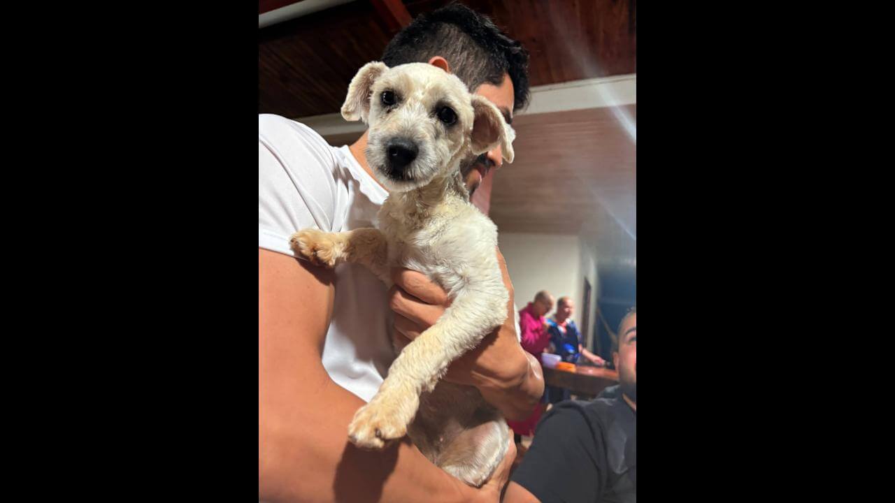 Cachorra é encontrada no bairro Santa Felicidade