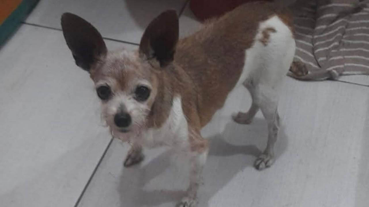 Cachorra Lindinha desapareceu no bairro Santa Cruz