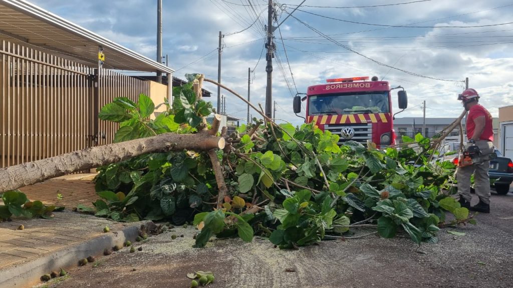 Árvore cai no Loteamento Belmonte e Corpo de Bombeiros é acionado para corte Árvore cai no Loteamento Belmonte e Corpo de Bombeiros é acionado para corte