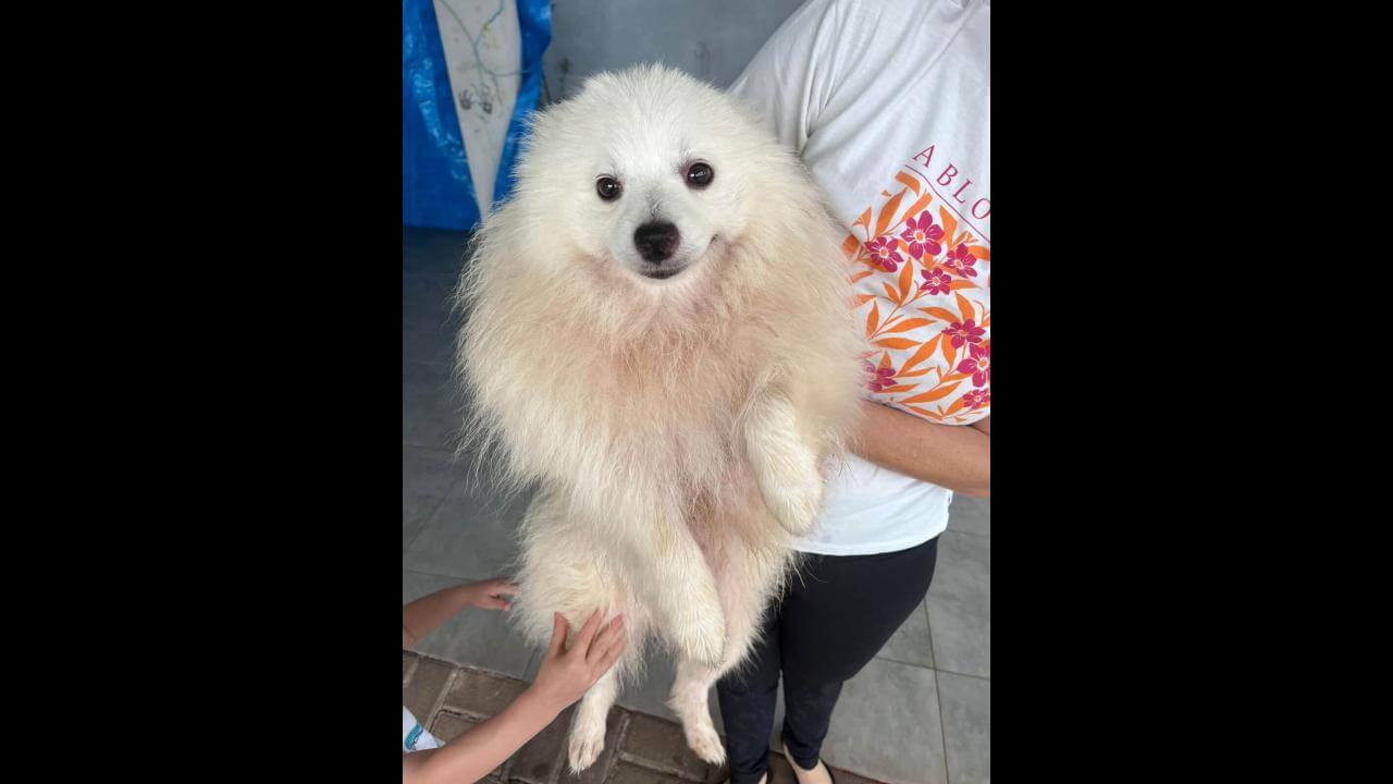 Cachorro é encontrado no bairro Parque Verde