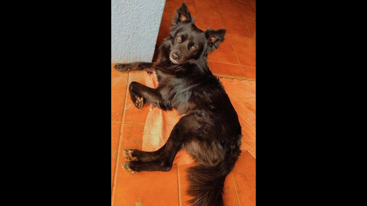 Cachorro Nike desapareceu no Bairro Floresta