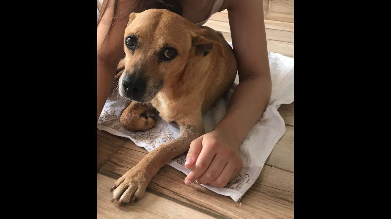 Cachorro Greg desapareceu no Bairro Cancelli Cachorro Greg desapareceu no Bairro Cancelli